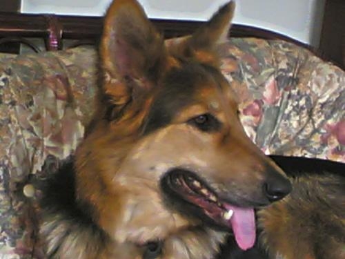 Rio- A German Shepherd.jpg